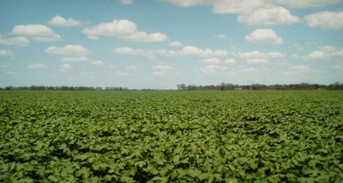 Vendo Establecimiento Agrícola-ganadero 811 Ha San Bernardo