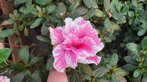 Azalea Azalea Japonica, Azalea Indica, Azalea Hybrida 5lts