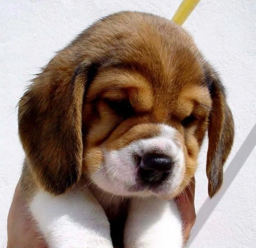 Cachorros Beagle Macho Pequeño Sabueso Ladriditoss