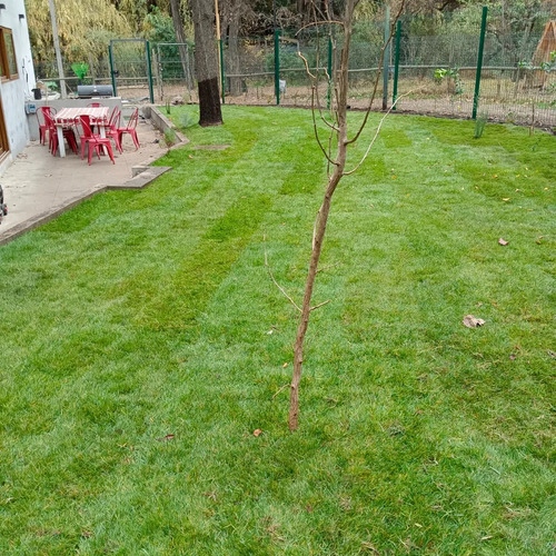  Pasto Alfombra Y Riegos Automáticos, Instalación Adoquines 