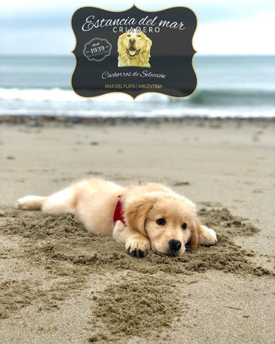 Venga A Ver Los Golden Retriever Mas Buscados De Argentina