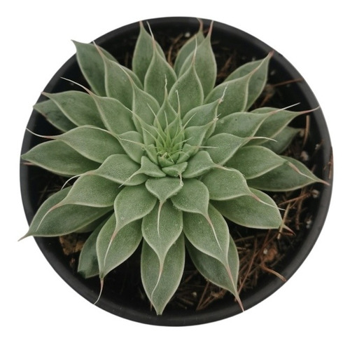 Graptoveria Silver Star Set 3 Pzas