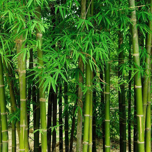 Mas De 200 Semillas De Bambu Gigantes Frescas Para Plantar,