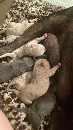 Inseminacion Canina A Domicilio