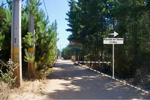 Excelente Parcela De 1 Hectárea En Laguna Verde