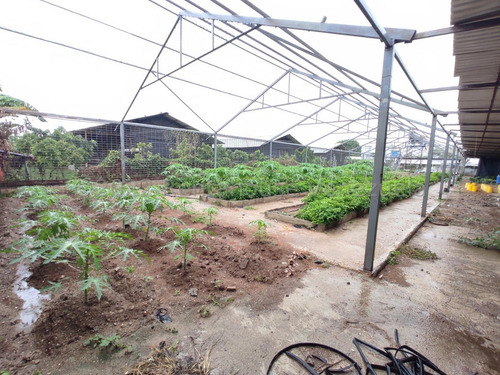 Amplio Terreno Propio En Venta Avicola 10.424 Metros Granja Avicola Con Galpones En Funcionamiento Luz Trifasica Banco Transformadores Oficina Negociable Estef 23-8117