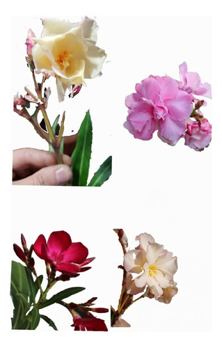 Laurel De Jardin/flor Nerium Oleander -combo-