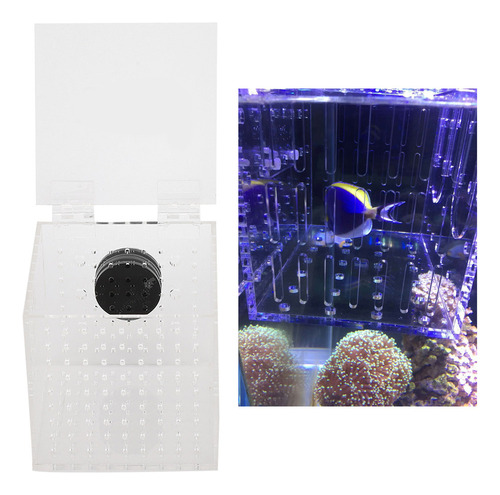 Acuario Acrílico Con Aislamiento De Peces Para Criadero De B