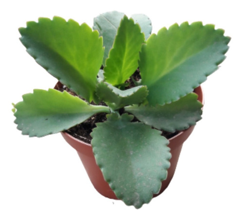Planta Kalanchoe Original