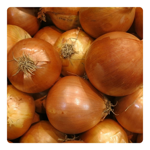 300 Sementes De Cebola Crioula - 1g