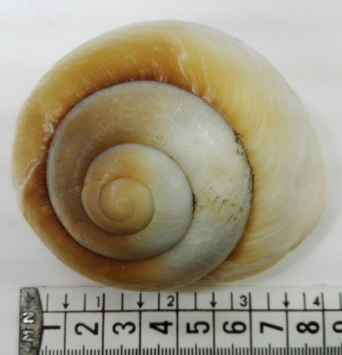 Caracol Marino Concha Ryssota Ovum Pecera Baño