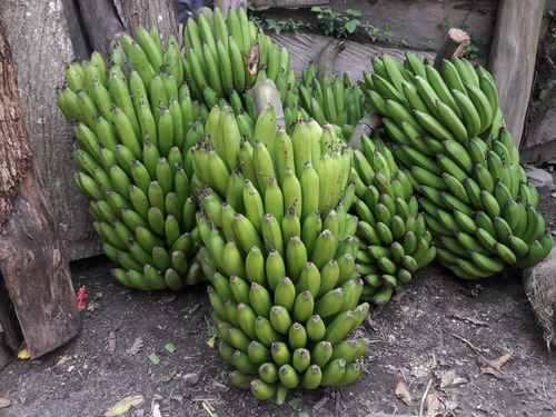 Se Vende Finca Cafetera En El Tolima