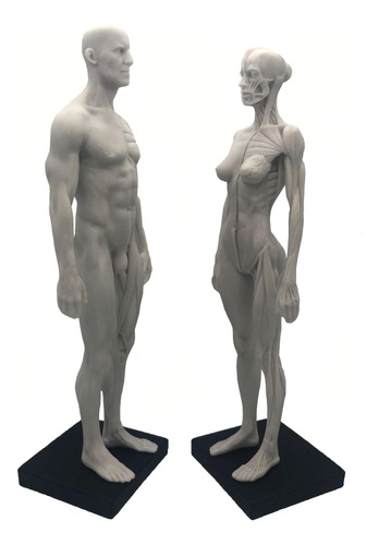 Figura Anatomica Humana 11  Modelo Anatomico Color Blanco +