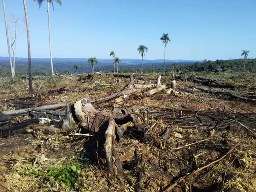 Campo 50 Hectareas San Pedro Paraiso Misiones 