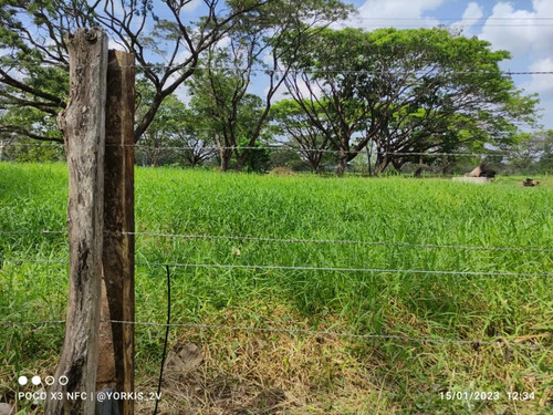 Imagen 13 de 13 de Finca En Venta En El Tambor, Mun. Obispos, Barinas