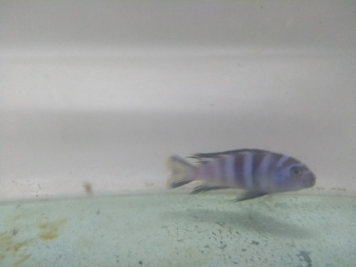 Imagen 2 de 6 de Elongatus Mpanga 5 Cm--ciclidos Africanos