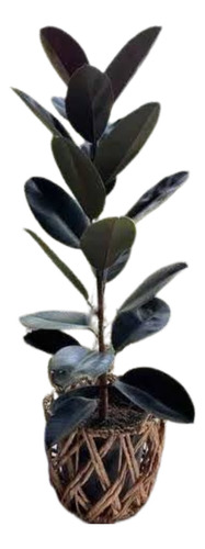 Planta De Hule Negro