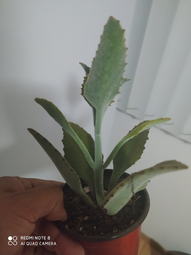 Kalanchoe Beharensis Roseleaf Suculenta Ahora Mercado Envío