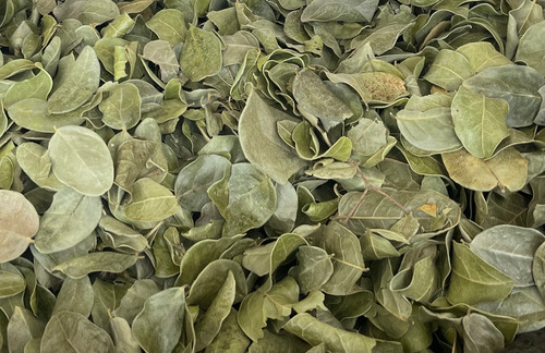Té Boldo Hierba Deshidratada Infusión 1 Kilo Granel
