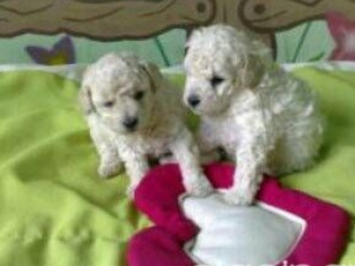 Imagen 3 de 3 de Caniche Micro Toy Mini Toy Hembra