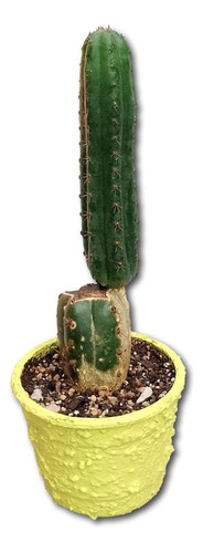 Cactus Maceta Plastica Revestimiento