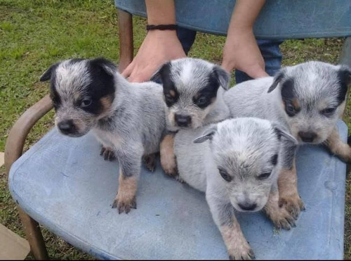 Cachorros Pastor Ganadero Australiano