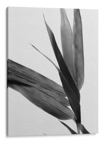 Canvas Lab Cuadro Bandw Bamboo Iii 60x80, Renee W. Stramel