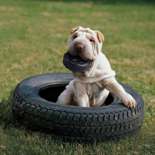 Imagen 6 de 8 de Kong Tires - Pequeño