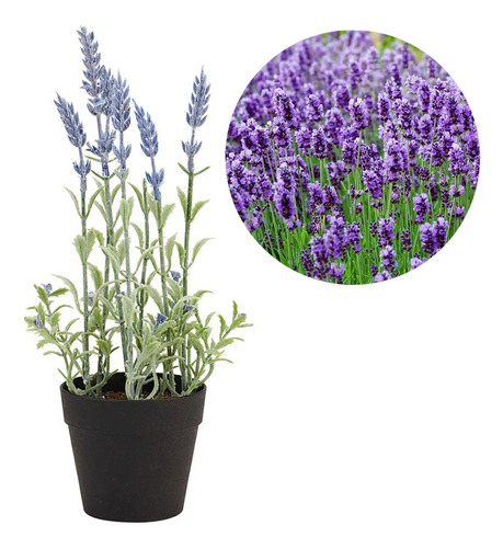 Planta Planta De Lavanda Se Seca