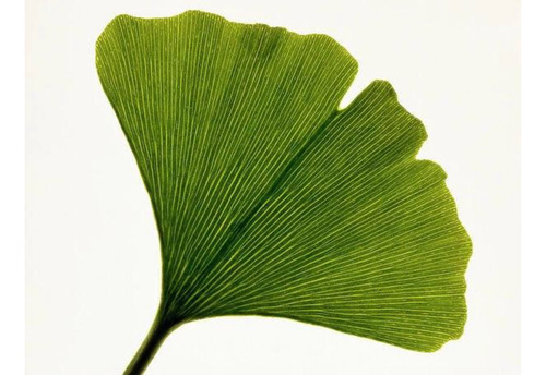 Liquidambar Jacaranda Ginkgo Acacia