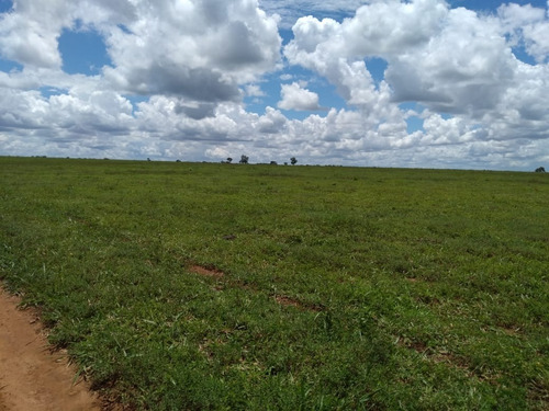Imagem 25 de 26 de Fazenda 2711 Hectares, Planta 1700 Hectares, 1000 Hectares Em Pasto, Dupla Aptidão, Casas Sede E Caseiro, Topografia Plana - Fa00233 - 70697575
