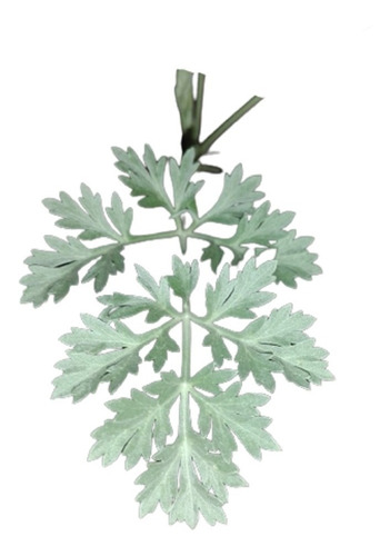 Semillas Artemisia Absinthium 50x Medicinal