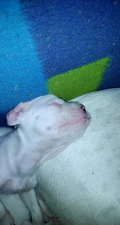 Perro Boxer Bebe Blanco Mercadolibre Com Ar Perro Boxer Bebe Blanco Mercadolibre Com Ar