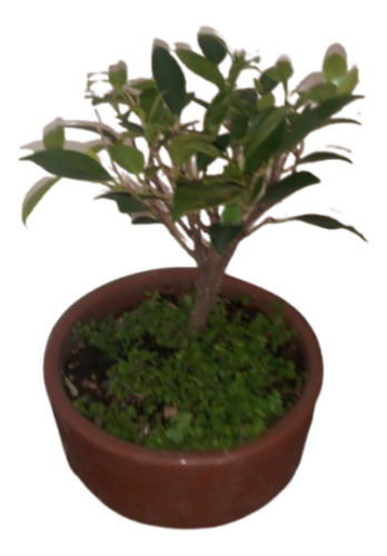 Bonsai De Tiger Bark 3 Años Maceta Cerámica Redonda