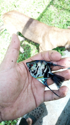 Imagen 1 de 3 de Peces Angeles Y Koi