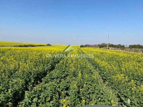 Muy Buen Campo A La Venta 79 Has Agrícolas - Ref: 5308