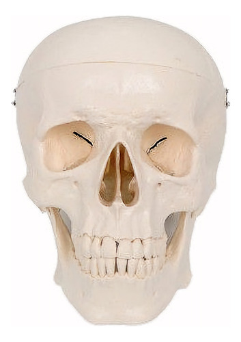 Cráneo De Cabeza Humana Anatomía Del Cerebro Modelo Anatómic