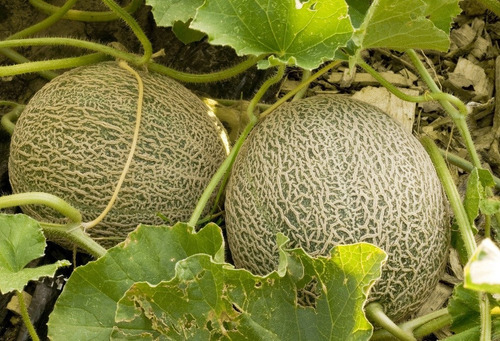 Semillas De Melón Jumbo