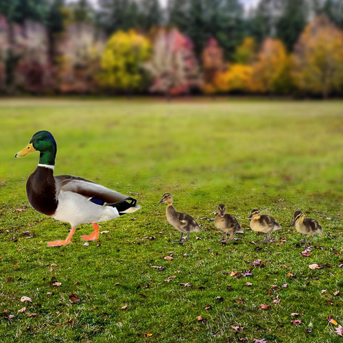 5 Peças Estátuas De Pato Estacas De Jardim Estatuetas