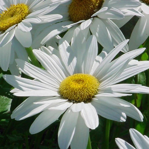 Margarida Gigante Anã - Shasta Daisy - 40 Sementes De Flores