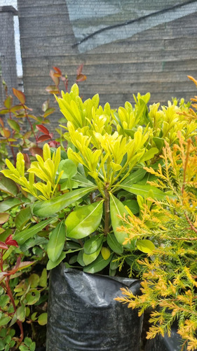 Plantas De Pitosporo Tobira Enano