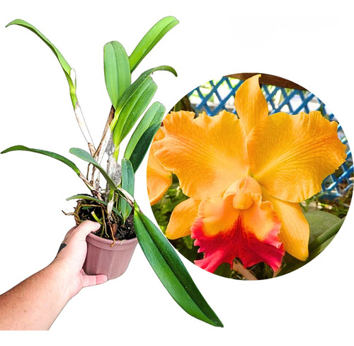Orquídea Cattleya Nobiles Golden Dunes Adulta