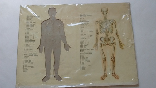 Rompecabezas Esqueleto Cuerpo Humano Con Piezas Faltantes