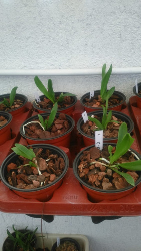 Orquídeas Cattelyas, Plantas Jóvenes.
