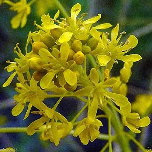 40 Semillas De Isatis Tinctoria Azul Indigo Plantasi