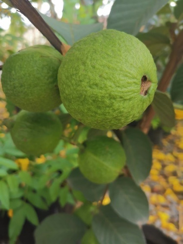 Guayaba Manzana (de Esqueje No De Semillas)