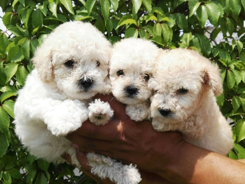 Cachorros French Poodle Minitoy Tacita De Te