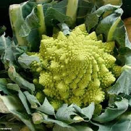 Couve Brócoli Romanesco Ottobrino 3g +-1080sementes Planti