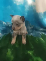 Comprar Perros De Rasa Pastor Australiano