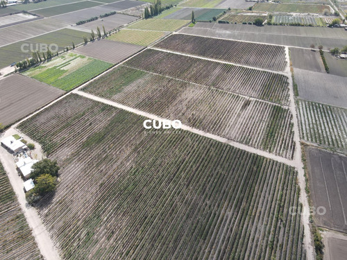 Cubo Vende 12 Hectareas De Viñedo En Rodeo De La Cruz Mendoza Argentina